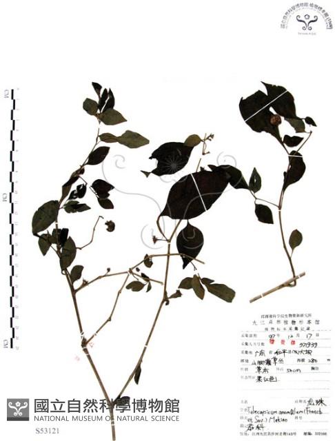 龍珠藏品圖，第1張