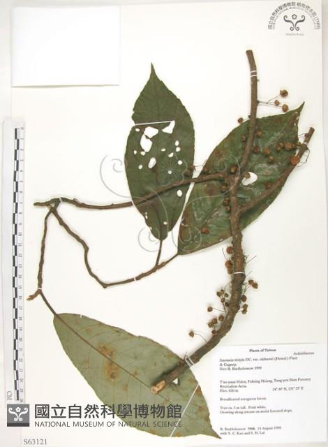 水冬瓜藏品圖，第1張