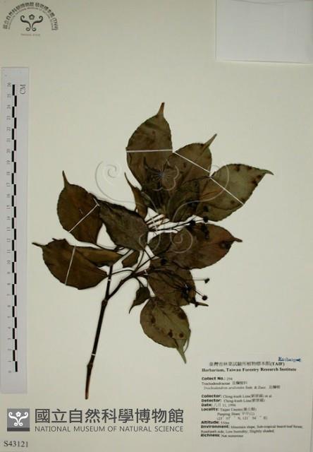 昆欄樹藏品圖，第1張