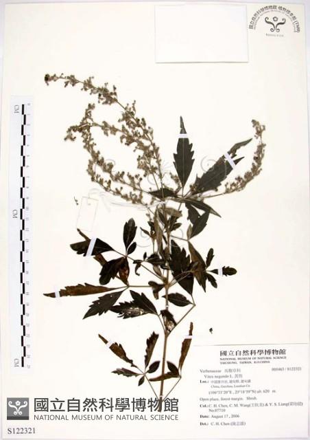 黃荊藏品圖，第1張