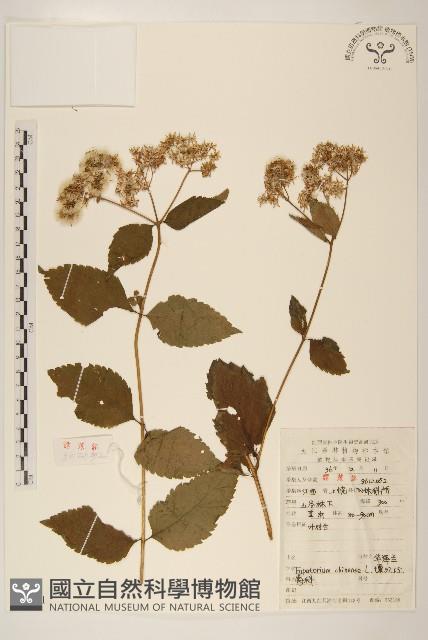 華澤蘭藏品圖，第1張