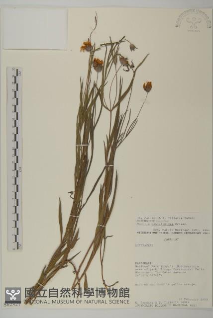 登錄號:S062321藏品圖，第1張