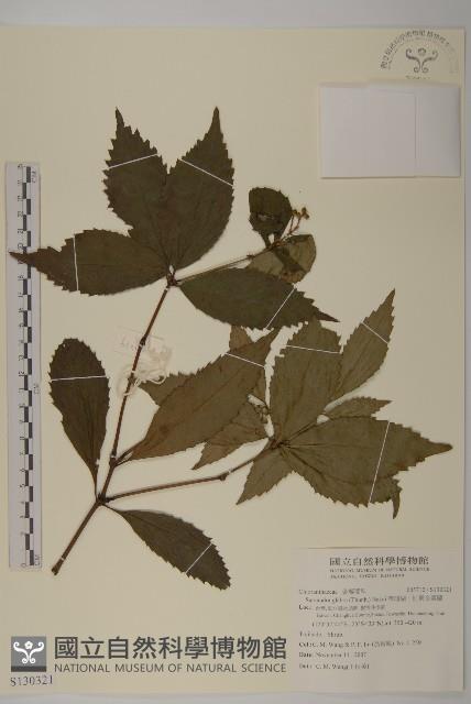 草珊瑚、紅果金粟蘭藏品圖，第1張