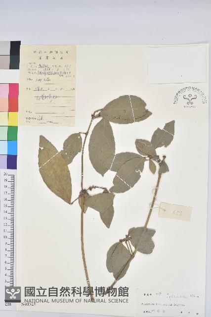 灰岩棒柄花藏品圖，第1張