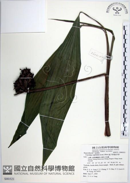 船子草、船仔草藏品圖，第1張