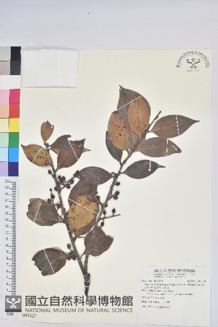 珍珠花、長尾葉越橘藏品圖，第1張