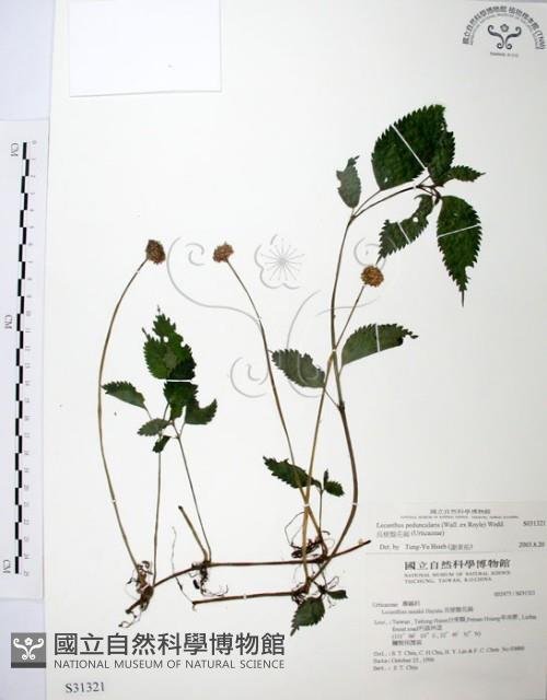 長梗盤花麻藏品圖，第1張