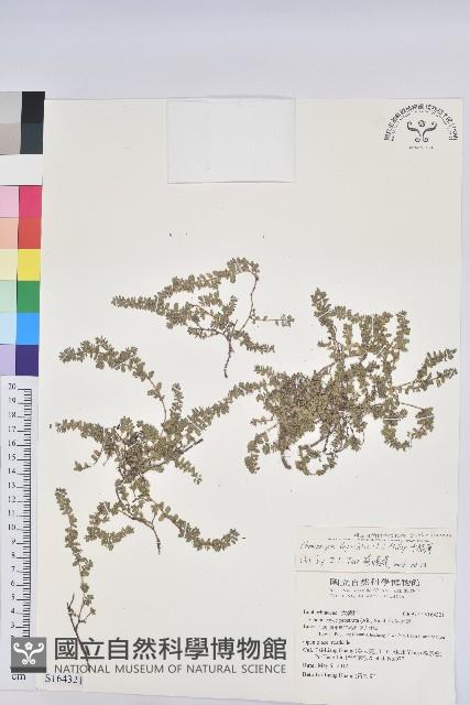 千根草藏品圖，第1張