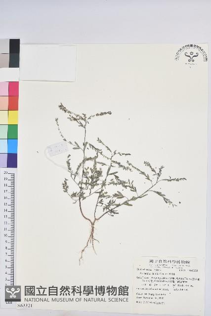 銳葉小還魂藏品圖，第1張