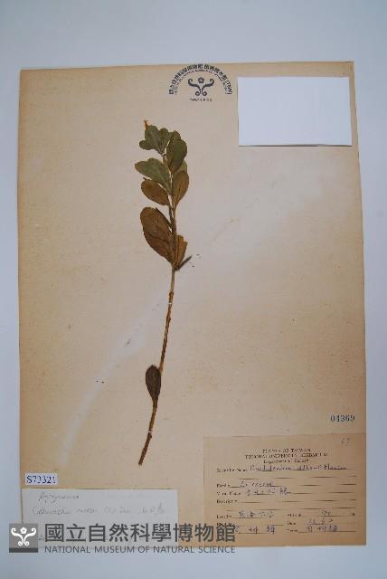 長春花藏品圖，第1張