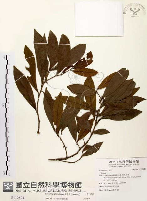 黃肉樹, 小梗木薑子藏品圖，第1張