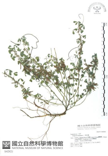 三葉木藍藏品圖，第1張