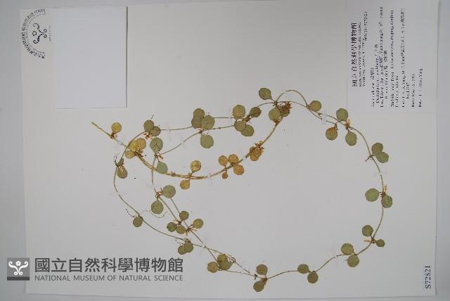 風不動藏品圖，第1張