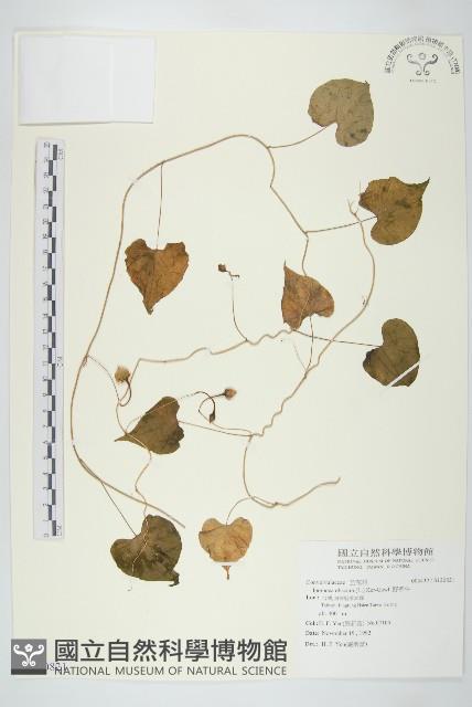 野牽牛藏品圖，第1張