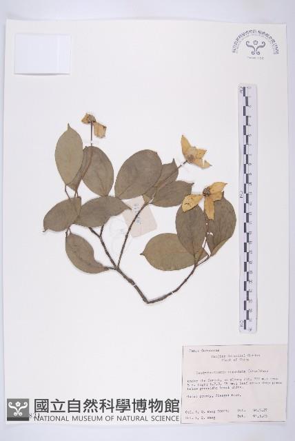 尖葉四照花藏品圖，第1張