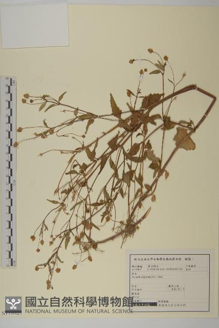 沼生金鈕扣藏品圖，第1張