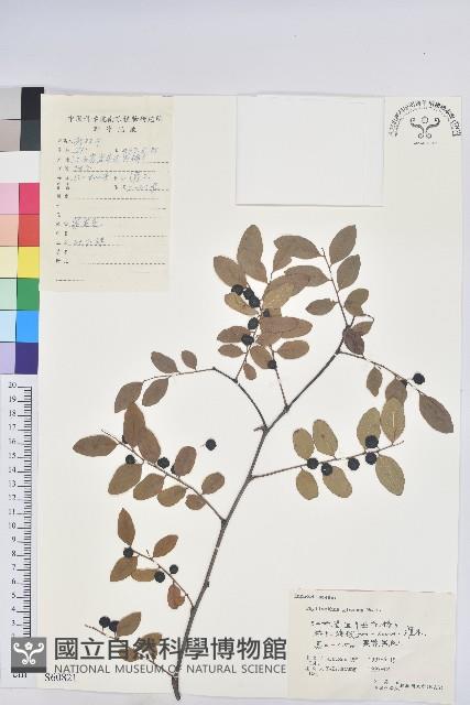 青灰葉下珠藏品圖，第1張