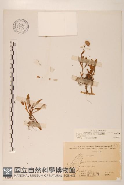 玉山飛蓬藏品圖，第1張