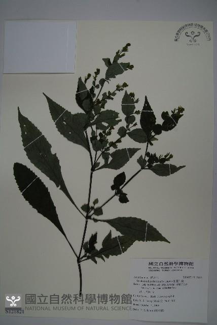 曲莖馬藍藏品圖，第1張