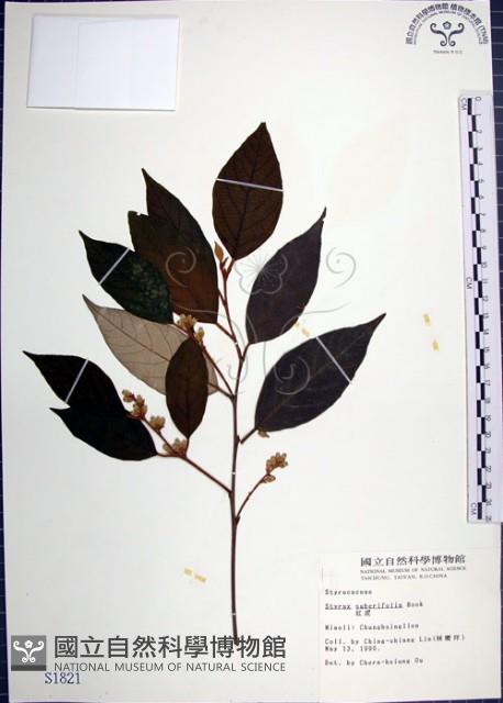 紅皮、葉下白、赤仔尾藏品圖，第1張