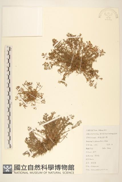 假吐金菊藏品圖，第1張
