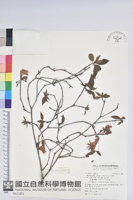 金毛杜鵑藏品圖，第1張