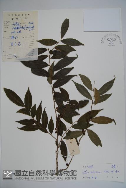 密毛假黃楊藏品圖，第1張