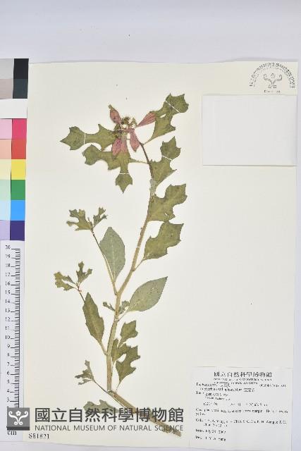 猩猩草藏品圖，第1張