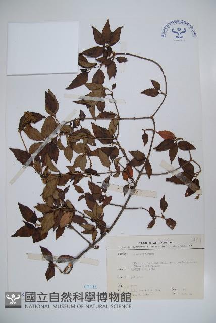 狹葉莢迷藏品圖，第1張