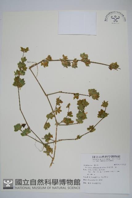 華九頭獅子草藏品圖，第1張