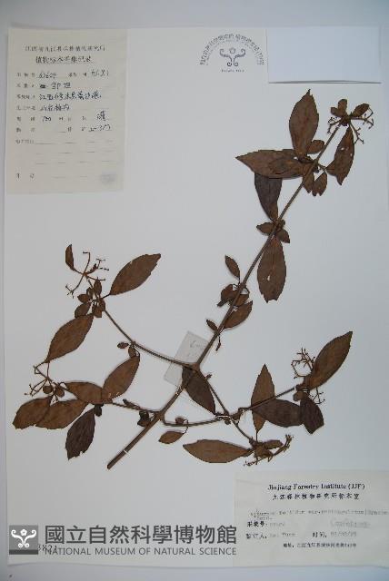 狹葉莢迷藏品圖，第1張