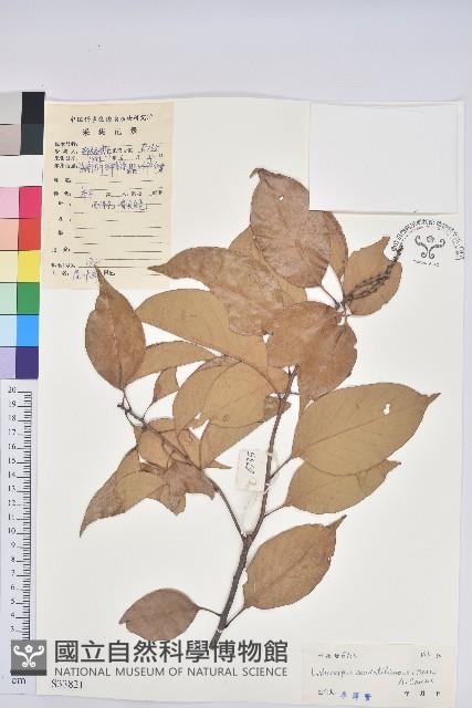 尾葉石櫟藏品圖，第1張