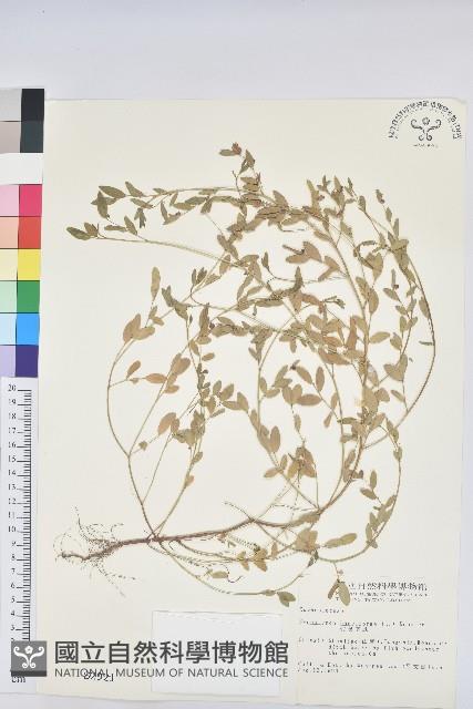 假葉下珠藏品圖，第1張