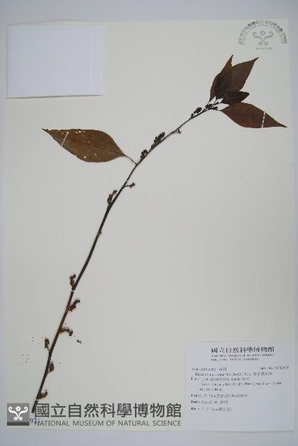 多子漿果莧藏品圖，第1張