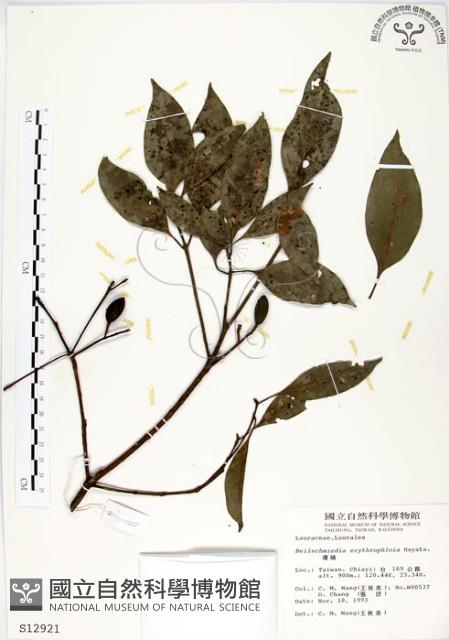 瓊楠藏品圖，第1張