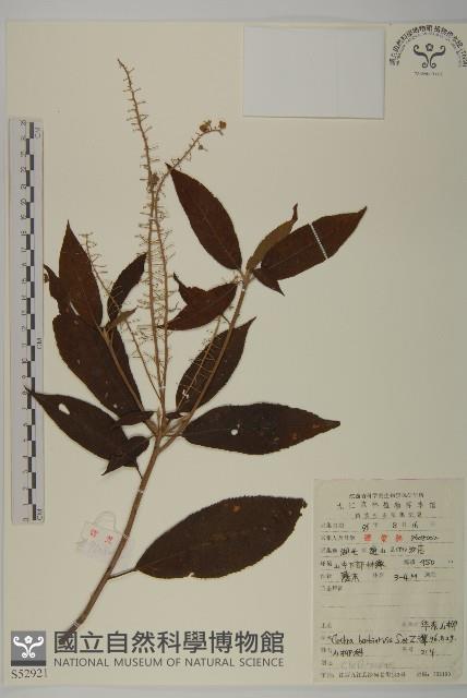 華東山柳藏品圖，第1張