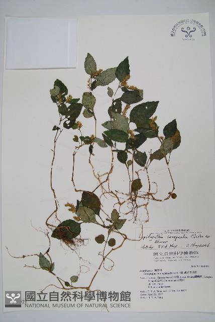 卵葉鱗球花藏品圖，第1張