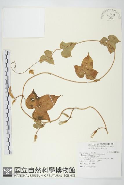 碗仔花藏品圖，第1張