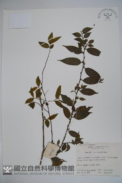 密毛假黃楊藏品圖，第1張