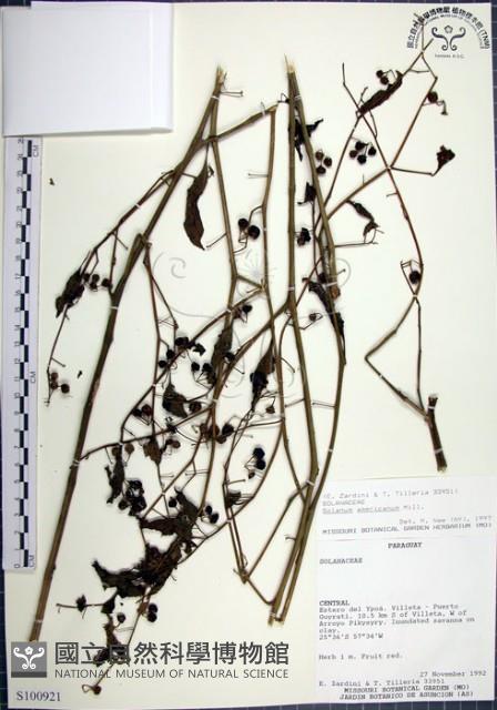 光果龍葵藏品圖，第1張