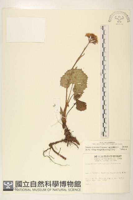 臺灣款冬藏品圖，第1張