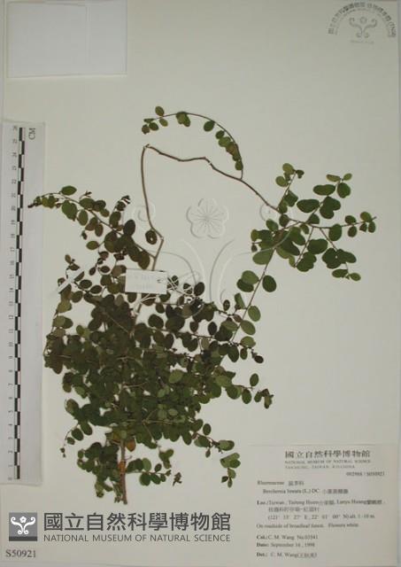 小葉黃鱔藤藏品圖，第1張