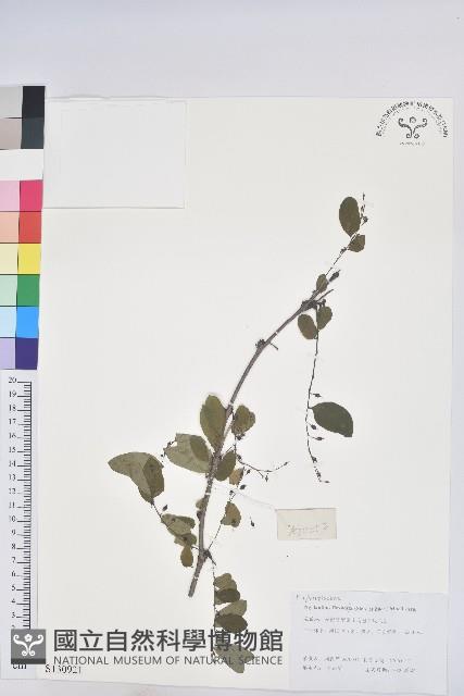 登錄號:S130921藏品圖，第1張