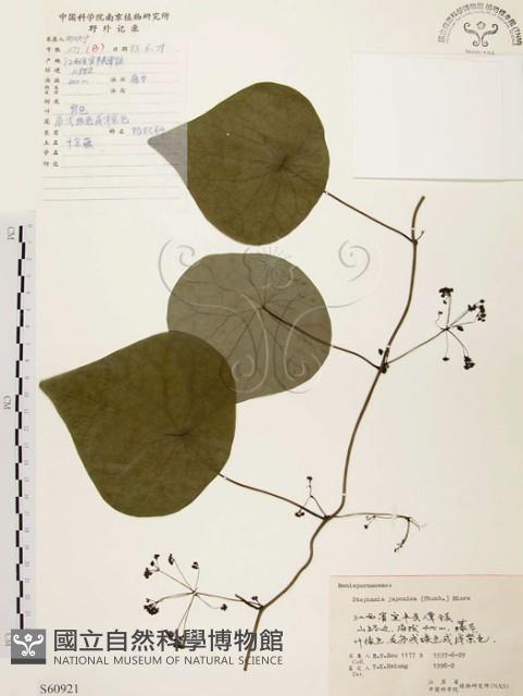 千金藤、金線吊烏龜藏品圖，第1張