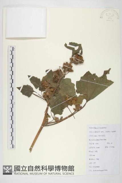 蒼耳藏品圖，第1張