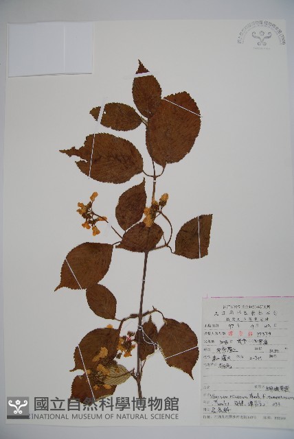 蝴蠂莢迷藏品圖，第1張