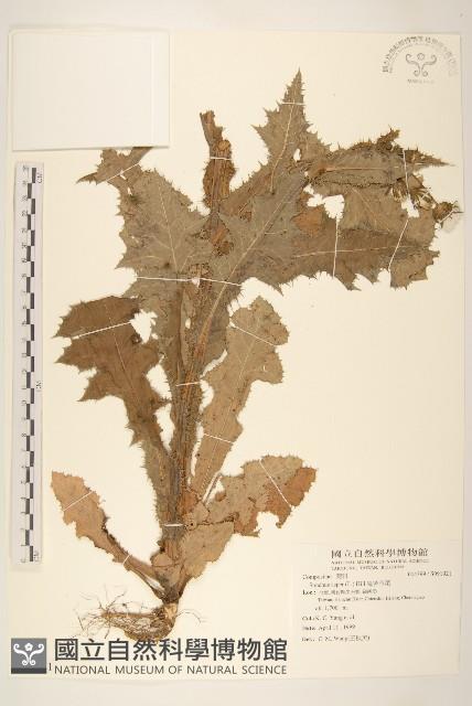 鬼苦苣菜藏品圖，第1張