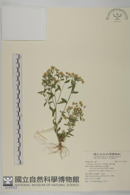 加拿大蓬藏品圖，第1張