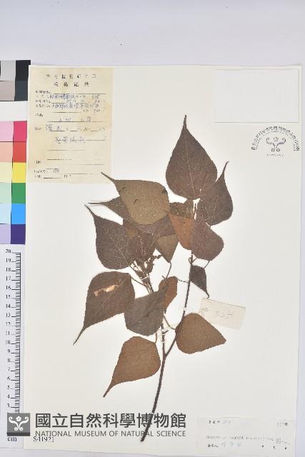 尾葉血桐藏品圖，第1張