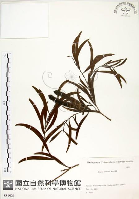 相思樹藏品圖，第1張